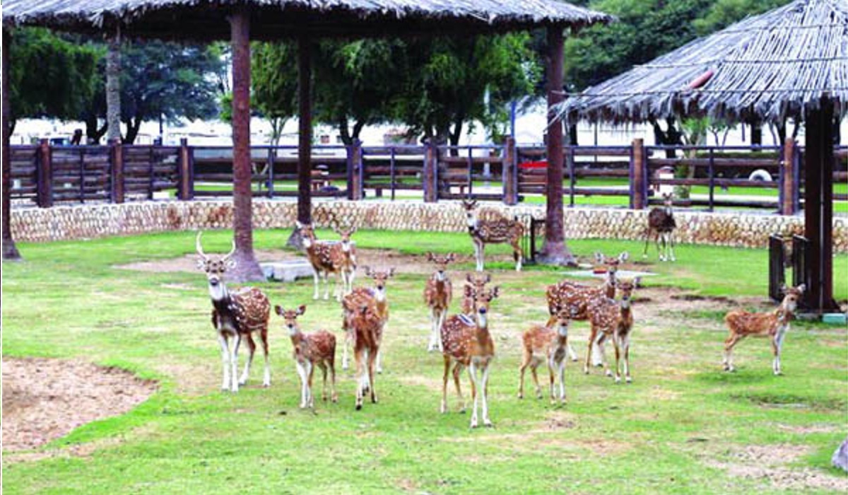 Al Khor Family Park Zoo section adds more animals announces mobile app launching